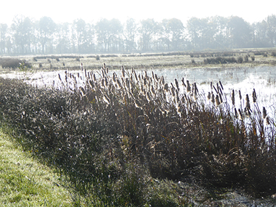 Gelderse inpassingsplannen Natura 2000-gebieden vastgesteld