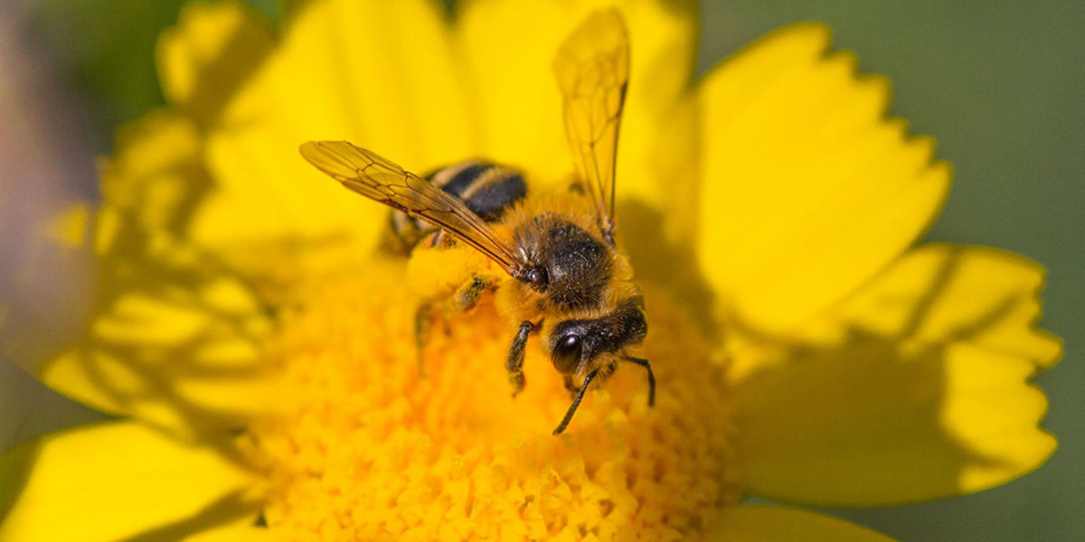 UtrechtA2_reclamemastbijenhotel_macro_grasbij_vrouw_Mark_v_Veen_21klein_1200px