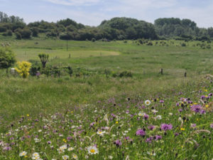 Leve de biodiversiteit