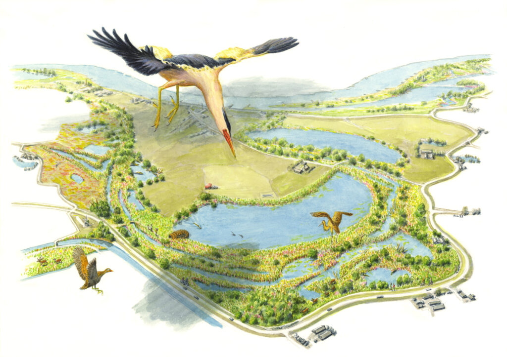 Illustratie van de zandwinplas in de Ooijse Graaf met een vogel die overvliegt