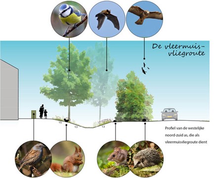 Schematische doorsnede van een straat met een wadi, met plaatjes van dieren die op verschillende plekken leven, waaronder vogels, eekhoorn, muis, egel en vleermuis